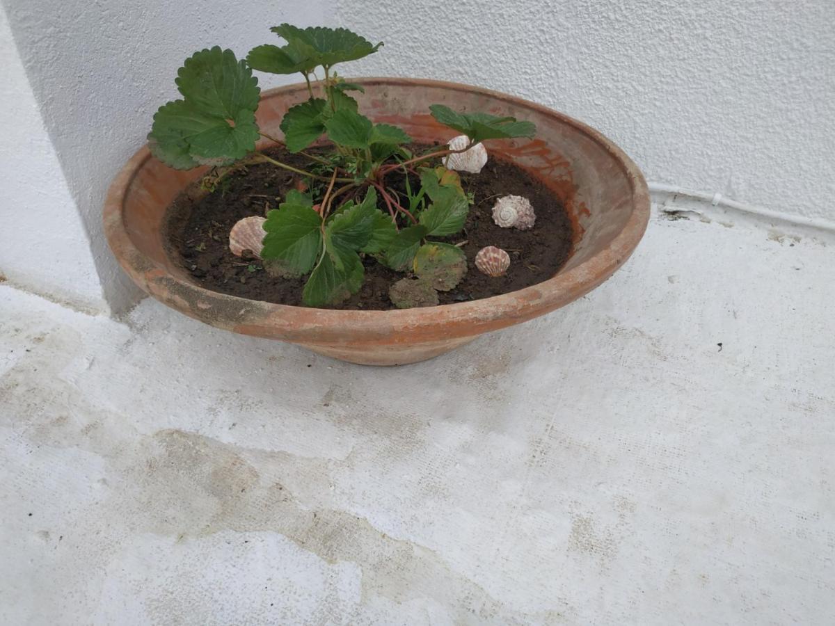 Villa Kotetsi - Rooms To Let - Volissos - Chios 外观 照片